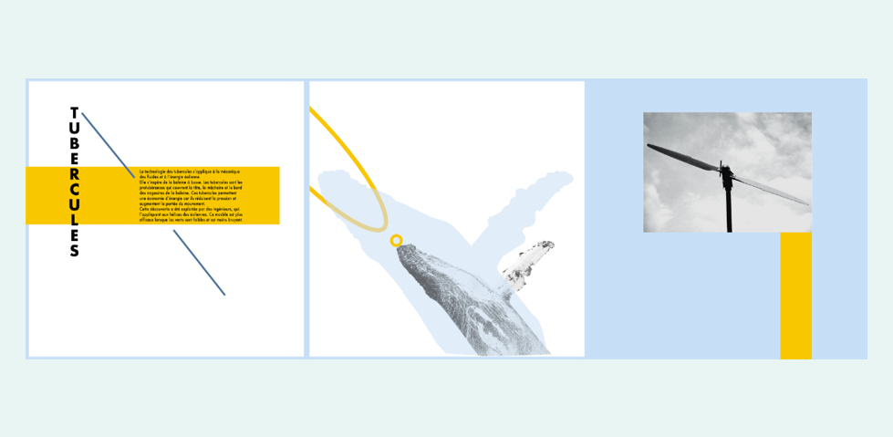 projet biomimétisme éolienne/baleine