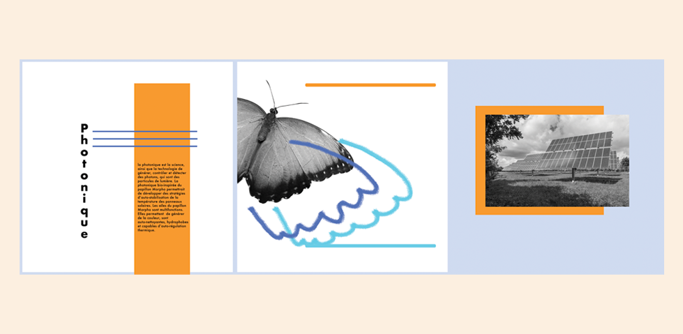 projet biomimétisme panneaux solaires/papillon